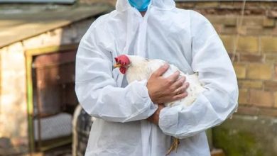 ABD’nin Washington eyaletinde bir kişi, insanlarda daha önce hiç görülmemiş H5N5 kuş gribi nedeniyle yaşamını yitirdi.