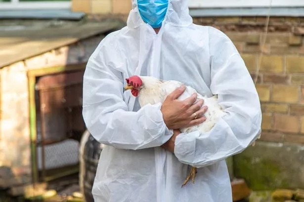 ABD’nin Washington eyaletinde bir kişi, insanlarda daha önce hiç görülmemiş H5N5 kuş gribi nedeniyle yaşamını yitirdi.