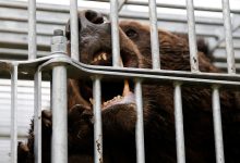 13 kişinin hayatını kaybetmesi üzerine Japonya Ulusal Polis Teşkilatı, polis memurlarına ayılara karşı silah kullanma izni verdi.