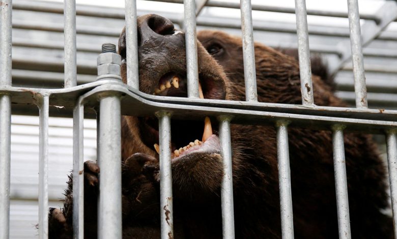 13 kişinin hayatını kaybetmesi üzerine Japonya Ulusal Polis Teşkilatı, polis memurlarına ayılara karşı silah kullanma izni verdi.