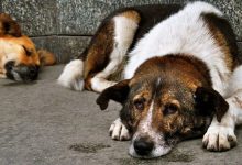 İstanbul Valisi Davut Gül, yayınladığı yazılı bildiriyle sokak köpeklerinin beslenmesinin yasaklandığını duyurdu. Karar büyük tepki çekti