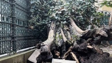 Eyüp Sultan Camii'nde korkutan olay! 1 2023 depreminden önce avizeleri sallanan Eyüp Sultan Camii’nin bu kez de avlusunda bulunan tarihi ağaç devrildi