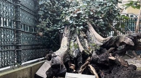 Eyüp Sultan Camii'nde korkutan olay! 1 2023 depreminden önce avizeleri sallanan Eyüp Sultan Camii’nin bu kez de avlusunda bulunan tarihi ağaç devrildi