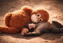 Japonya’daki bir hayvanat bahçesinde, Punch adındaki küçük bir maymun ile peluş oyuncağının hikâyesi tüm dünyanın kalbini fethetti
