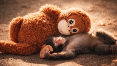 Japonya’daki bir hayvanat bahçesinde, Punch adındaki küçük bir maymun ile peluş oyuncağının hikâyesi tüm dünyanın kalbini fethetti