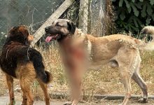 İçişleri Bakanlığı, Muğla’nın Köyceğiz ilçesi ile Erzurum’un Narman ilçesinde yaşanan sahipsiz köpek saldırıları sonrası iki belediye başkanı hakkında soruşturma izni verildiğini açıkladı.