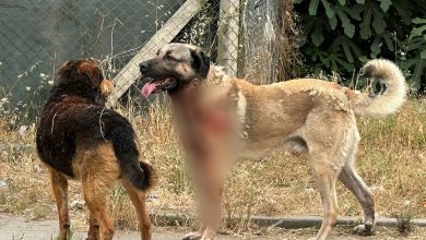 İçişleri Bakanlığı, Muğla’nın Köyceğiz ilçesi ile Erzurum’un Narman ilçesinde yaşanan sahipsiz köpek saldırıları sonrası iki belediye başkanı hakkında soruşturma izni verildiğini açıkladı.