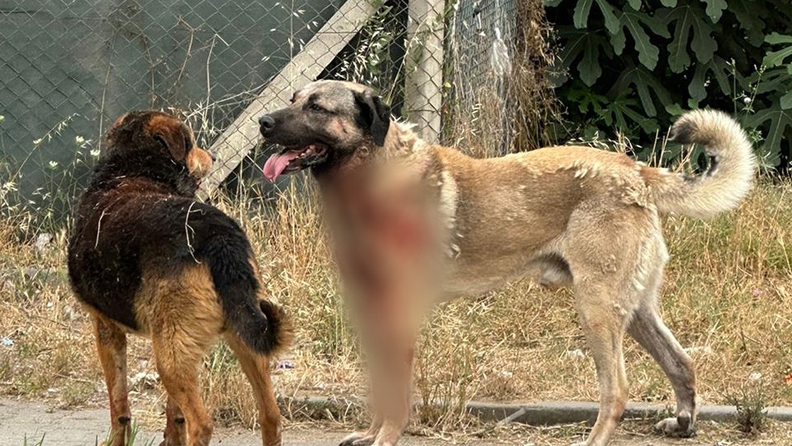 İçişleri Bakanlığı, Muğla’nın Köyceğiz ilçesi ile Erzurum’un Narman ilçesinde yaşanan sahipsiz köpek saldırıları sonrası iki belediye başkanı hakkında soruşturma izni verildiğini açıkladı.