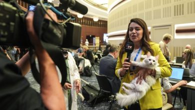 NATO Zirvesi'nin Pamuk ve Akkız'ı gündem oldu 1 NATO Zirvesi’nde Cumhurbaşkanlığı Millet Kütüphanesi’nde yaşamlarını sürdüren iki Ankara kedisi Pamuk ve Akkız'a yoğun ilgi vardı