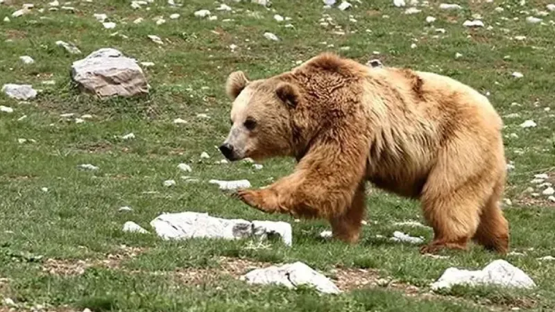 İzmir'de evinde uyuyan yaşlı adam ayı saldırısında hayatını kaybetti. İzmir, ayı vahşetinin şokunu yaşıyor