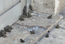 Sivas’ın Hafik ilçesinde etkili olan yağmurun ardından karayolu ve bir akaryakıt istasyonunda çok sayıda yavru kurbağa görüldü.