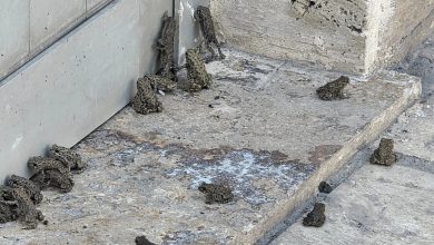 Sivas’ın Hafik ilçesinde etkili olan yağmurun ardından karayolu ve bir akaryakıt istasyonunda çok sayıda yavru kurbağa görüldü.