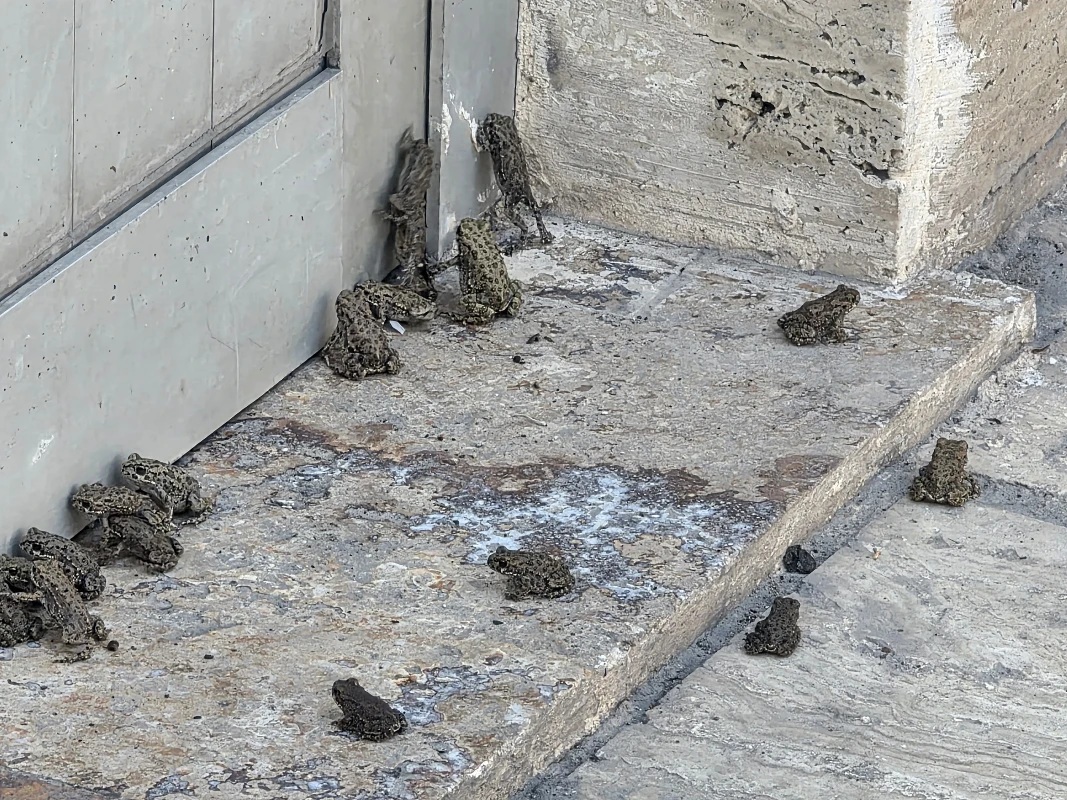 Sivas’ta yağmur sonrası ilginç manzara! Yolları yavru kurbağalar kapladı 1 Sivas’ın Hafik ilçesinde etkili olan yağmurun ardından karayolu ve bir akaryakıt istasyonunda çok sayıda yavru kurbağa görüldü.